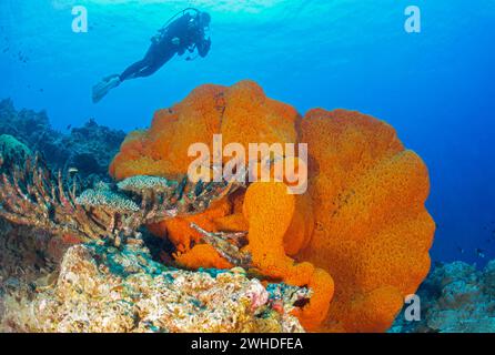 Taucher schaut sich einen riesigen Schwamm in Papua-Neuguinea an Stockfoto