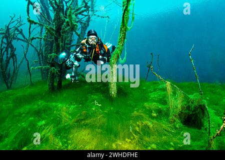 Taucher schwimmt mit Kamera durch einen versunkenen Wald in Sachsen-Anhalt, Deutschland Stockfoto