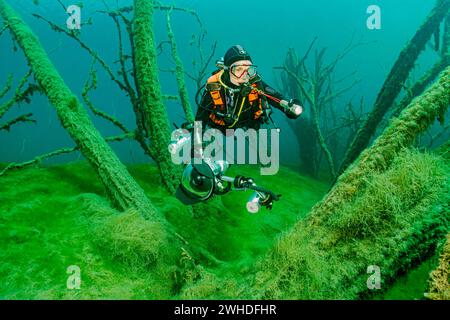 Taucher schwimmt mit Kamera durch einen versunkenen Wald in Sachsen-Anhalt, Deutschland Stockfoto