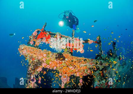 Taucher schwimmt auf einem Wrack in Tin auf den Malediven Stockfoto