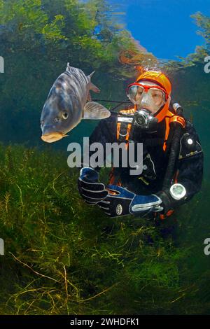 Taucher mit Karpfen in einem alluvialen Waldsee Stockfoto