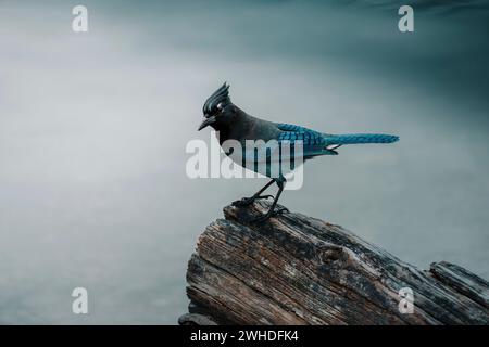 Moraine Lake, Banff Nationalpark, Kanada Stockfoto