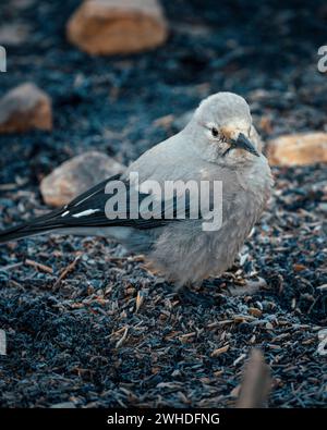 Moraine Lake, Banff Nationalpark, Kanada Stockfoto