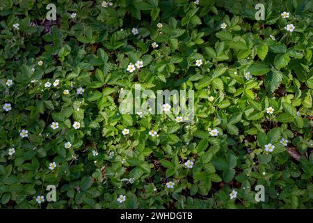 Ein Feld aus Holzanemonen wird von der Seite durch die Sonnenstrahlen beleuchtet, und der Frühling erwacht auf dem Waldboden in Deutschland Stockfoto