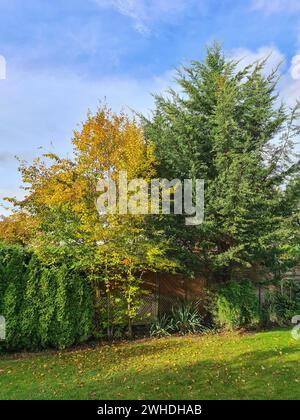 Blick in einen Garten der einheimischen Hainbuche mit gelbem Herbstlaub und grüner falscher Zypresse im Sonnenlicht vor einem blauen Himmel am Horizont Stockfoto