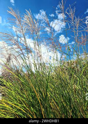 Außenaufnahme mit blauem Himmel am Horizont mit Federgras und Gräsern im Vordergrund Stockfoto