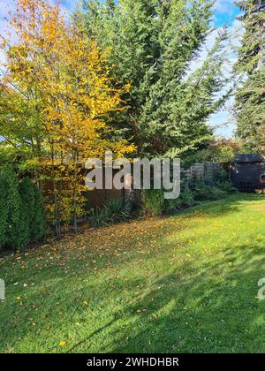 Blick in einen Garten der einheimischen Hainbuche mit gelbem Herbstlaub und grüner falscher Zypresse im Sonnenlicht vor einem blauen Himmel am Horizont Stockfoto