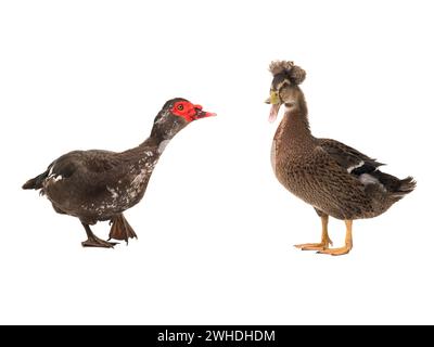 Moschusente und Entenbraun isoliert auf weißem Hintergrund Stockfoto