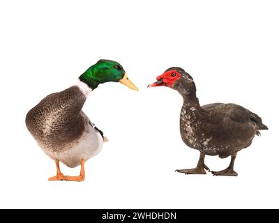 Moschusente und graue Ente isoliert auf weißem Hintergrund Stockfoto