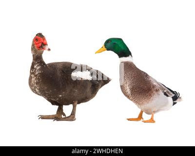 Moschusente und graue Ente isoliert auf weißem Hintergrund Stockfoto