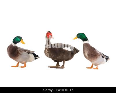 Moschusente und graue Ente isoliert auf weißem Hintergrund Stockfoto