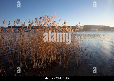 Bodensee, Winter, Schilf, warmes Licht Stockfoto