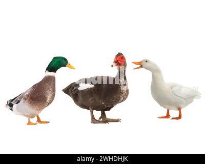 Moschusente und Enten isoliert auf weißem Hintergrund Stockfoto