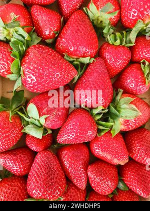 Nahaufnahme von roten Erdbeeren Stockfoto