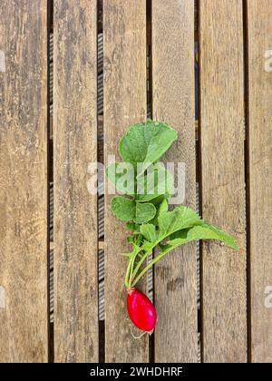 Radieschen mit Grün und Blättern liegen frisch geerntet auf dem Holztisch im Garten Stockfoto