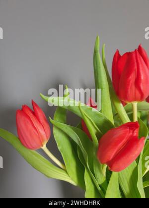 Ein Blumenstrauß aus roten Tulpen der Liebe in einer Vase zum Valentinstag und dann zum Frühlingsbeginn Stockfoto