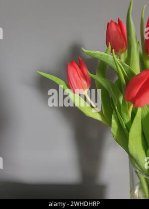 Ein Blumenstrauß aus roten Tulpen der Liebe in einer Vase zum Valentinstag und dann zum Frühlingsbeginn Stockfoto