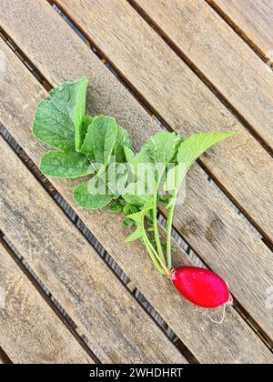 Radieschen mit Grün und Blättern liegen frisch geerntet auf dem Holztisch im Garten Stockfoto