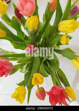 Ein bunter Blumenstrauß aus roten, rosa, gelben und lila Tulpen in einer Vase zu Beginn des Frühlings Stockfoto