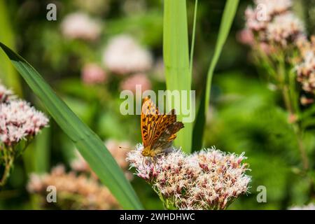 Argynnis aglaja Dunkelgrün Fritillary Stockfoto