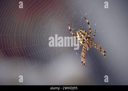Europäische Gartenspinne im Netz (Araneus diadematus). Stockfoto