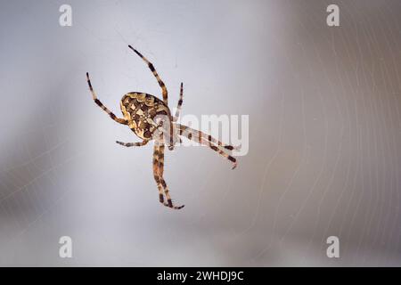 Europäische Gartenspinne im Netz (Araneus diadematus). Stockfoto