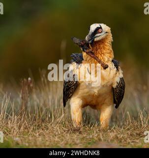 Bartgeier (Gypaetus barbatus) mit Knochen, Pyrenäen, Spanien Stockfoto