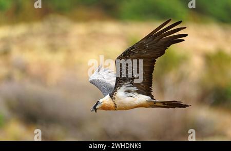 Bartgeier (Gypaetus barbatus) im Flug, Pyrenäen, Spanien Stockfoto