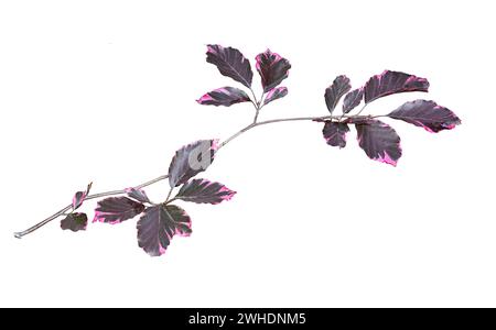 Zweig der Buche - Fagus sylvatica, Sorte purpurea Tricolor mit bunten variierten lila - rosa Blätter nah oben, isoliert auf weißem Hintergrund Stockfoto