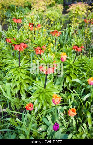 Fritillaria imperialis, der Kronenfritillar oder Kaiserfritillar, eine Lilienart in einem englischen Blumenbeet Stockfoto