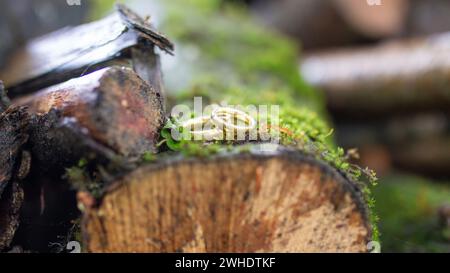 Nahaufnahme, Eheringe auf einem feuchten Baumstamm mit Moos Stockfoto