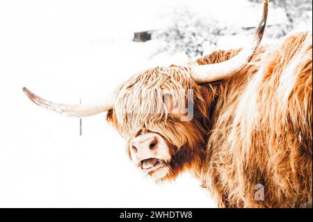 Porträt eines schottischen Highland-Rindes in der verschneiten Allgäuer Landschaft Stockfoto
