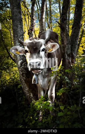 Allgäuer Kuh im Erlenwald bei Christlesee bei Oberstdorf Stockfoto