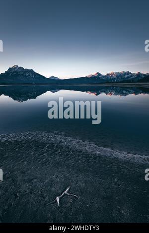 Alpenpanorama mit Reflexion im teilweise entwässerten Forggensee bei Füssen bei Sonnenaufgang. Gefrorenes Seebett mit Treibholz im Vordergrund Stockfoto