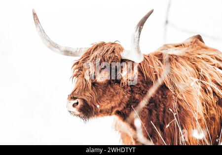 Porträt eines schottischen Highland-Rindes in einer verschneiten Landschaft im Allgäu Stockfoto