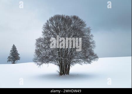 Große mehrstämmige Buche in einer Allgäuer Winterlandschaft im Schnee vor bewölktem Himmel. Eine Fichte im Hintergrund. Bayern, Allgäu, Ostallgäu Stockfoto