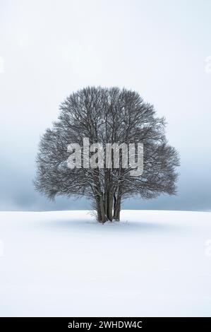 Mehrstämmige große Buche in der Allgäuer Winterlandschaft im Schnee vor bewölktem Himmel. Bayern, Allgäu, Ostallgäu Stockfoto