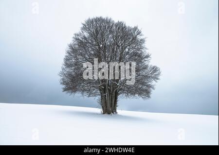 Mehrstämmige große Buche in der Allgäuer Winterlandschaft im Schnee vor bewölktem Himmel. Bayern, Allgäu, Ostallgäu Stockfoto