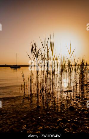 Goldgelbe, warme, friedliche Sonnenuntergangsatmosphäre am Ostufer des Ammersees in Bayern an einem milden Sommerabend mit Blick durch Schilf auf den ruhigen See und ein darauf schwimmendes Segelschiff Stockfoto