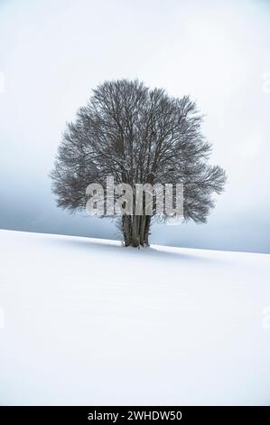 Mehrstämmige große Buche in der Allgäuer Winterlandschaft im Schnee vor bewölktem Himmel. Bayern, Allgäu, Ostallgäu Stockfoto