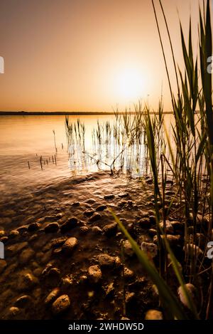 Goldgelbe, warme Sonnenuntergangsatmosphäre am Ostufer des Ammersees in Bayern an einem milden Sommerabend mit Blick durch Schilf auf den See. Steiniger Seeufer im Vordergrund Stockfoto