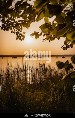 Goldene gelbe, warme Sonnenuntergangsatmosphäre am Ostufer des Ammersees in Bayern an einem milden Sommerabend mit Blick durch Schilf und Laub auf den See und auf ihm treibende Segelschiffe Stockfoto