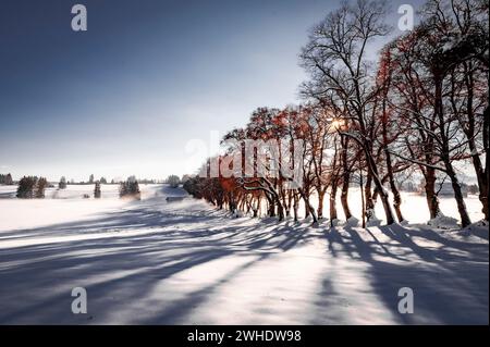 Die Winterbaumallee wirft bei niedriger Sonne lange Schatten in den Schnee, Kurfürstenallee in Marktoberdorf, Ostallgäu, Allgäu, Schwaben, Bayern, Süddeutschland, Deutschland Stockfoto