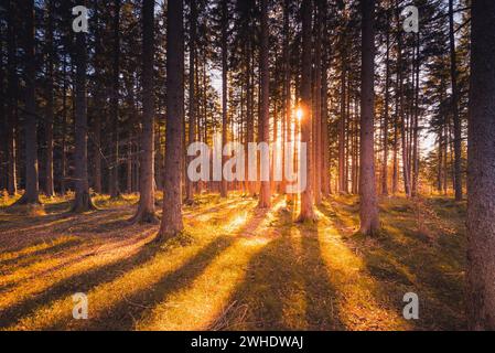 Hintergrundlicht im Wald, die Sonne scheint durch den Fichtenwald, die Baumstämme werfen lange Schatten, Schnalzgipfel, Peiting, Schongau, Peißenberg, Weilheim, Pfaffenwinkel, Oberbayern, Bayern, Deutschland Stockfoto