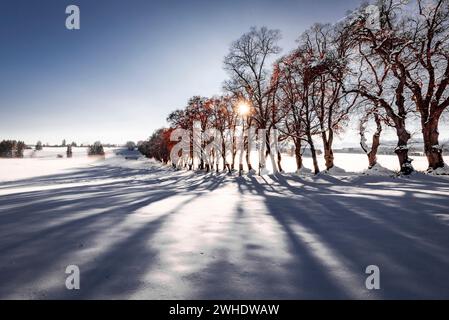 Die Winterbaumallee wirft bei niedriger Sonne lange Schatten in den Schnee, Kurfürstenallee in Marktoberdorf, Ostallgäu, Allgäu, Schwaben, Bayern, Süddeutschland, Deutschland Stockfoto