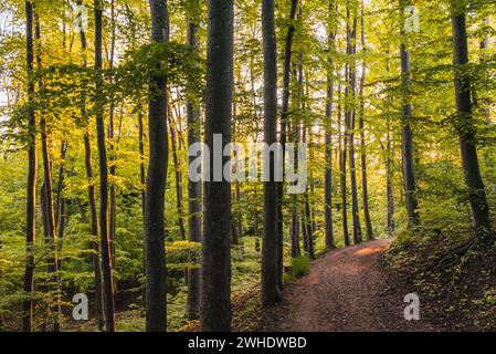 Laubmischwald mit Schotterweg im Ostallgäu. Auf dem Pilgerweg Creszentia, Ostallgäu Allgäu, Schwaben, Bayern, Deutschland Stockfoto