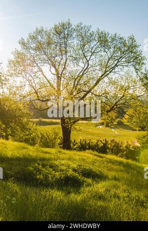 Markanter einsamer Baum auf einer Wiese im Frühling. Auf dem Pilgerweg Creszentia bei Irsee, Ostallgäu Allgäu, Schwaben, Bayern, Deutschland Stockfoto