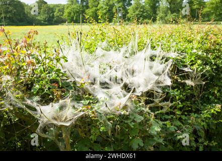 Befall kleiner Hermelinmottenraupen (Yponomeuta padella) an einer Hecke im englischen Lande. Milton Keynes, Großbritannien Stockfoto