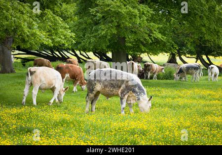Herde von Kühen auf einem Feld von Wiesenbuttermuscheln. Stony Stratford Naturreservat, Milton Keynes, Großbritannien Stockfoto