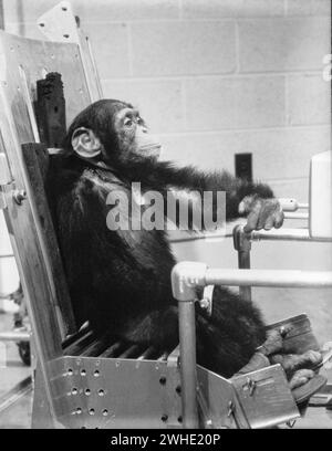(31. Januar 1961) --- Schimpanse 'Ham' während der Vorflugaktivität mit einem seiner Handler vor dem Mercury-Redstone 2 (MR-2) Testflug vom amerikanischen Raumfahrtprogramm, der am 31. Januar 1961 durchgeführt wurde. Ham wurde der erste Primat im Weltraum. Stockfoto
